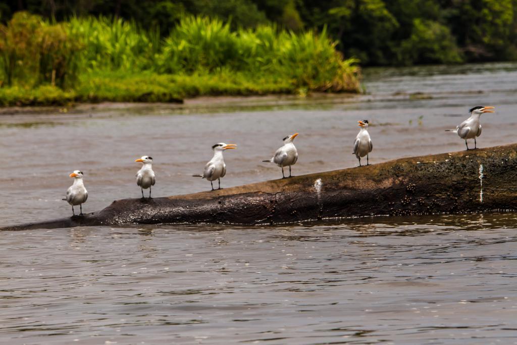 Laguna Lodge Tortuguero Exterior photo